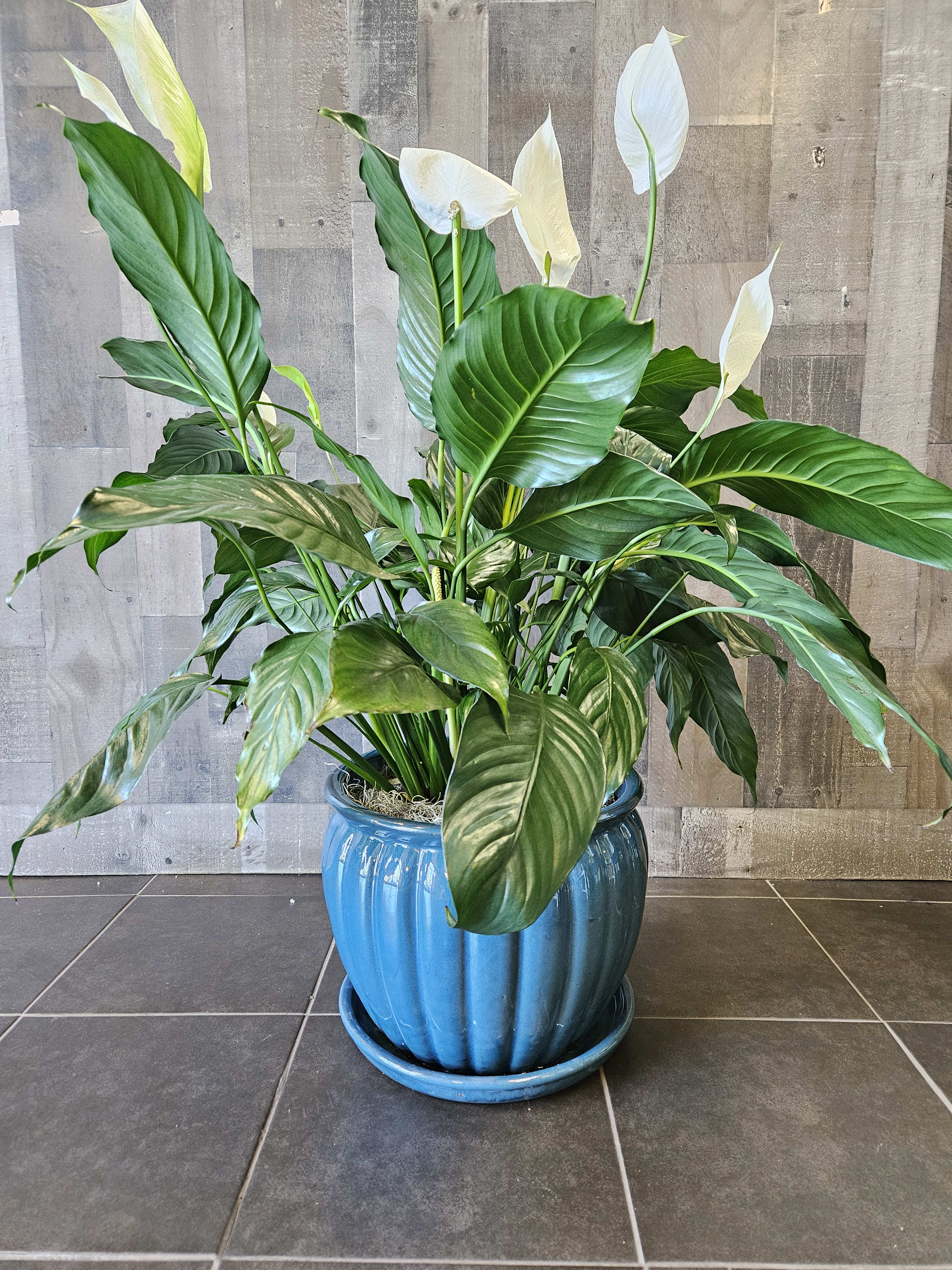 Potted Peace Lily-Premium Ceramic Container
