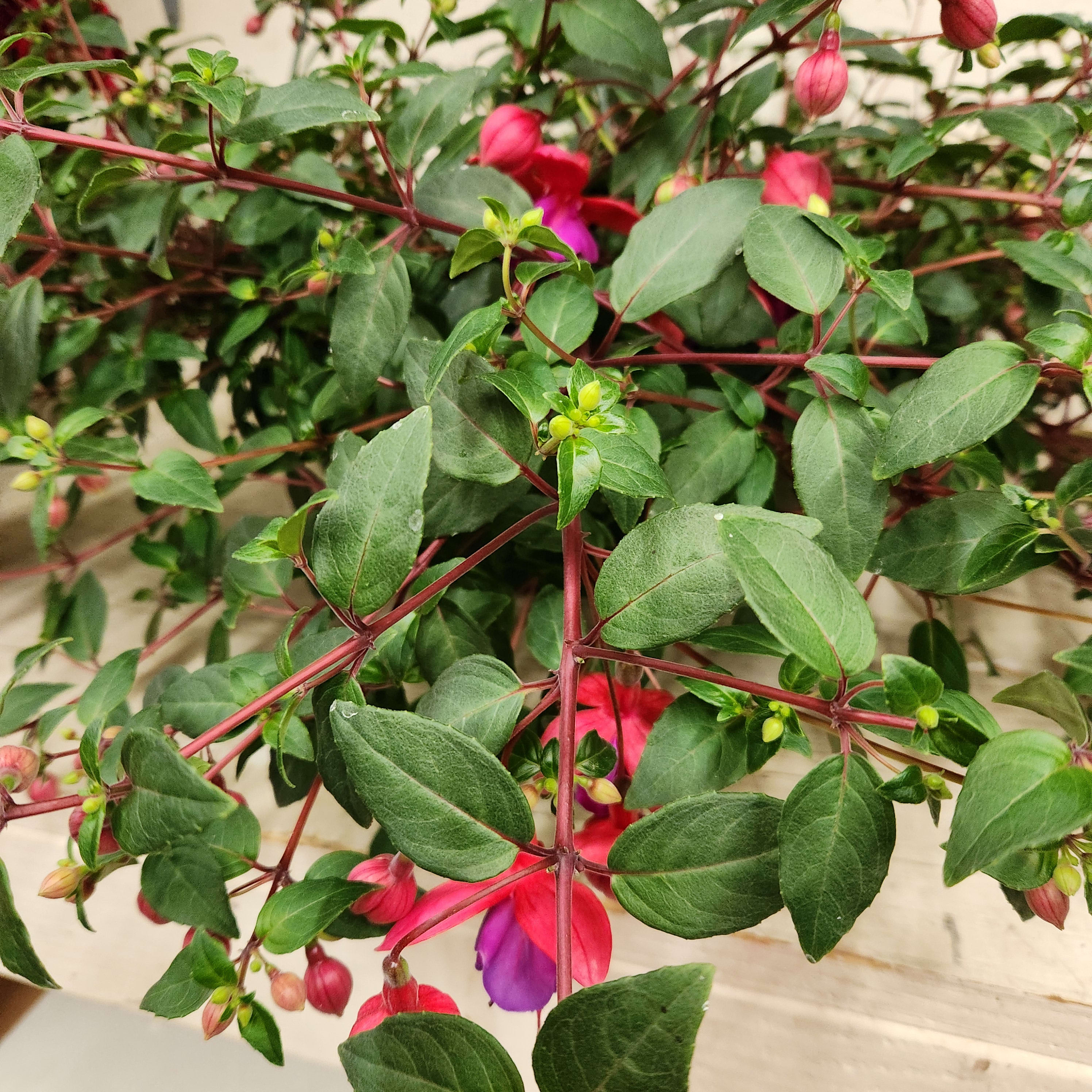 Hanging Fuchsia Basket  HBAS2