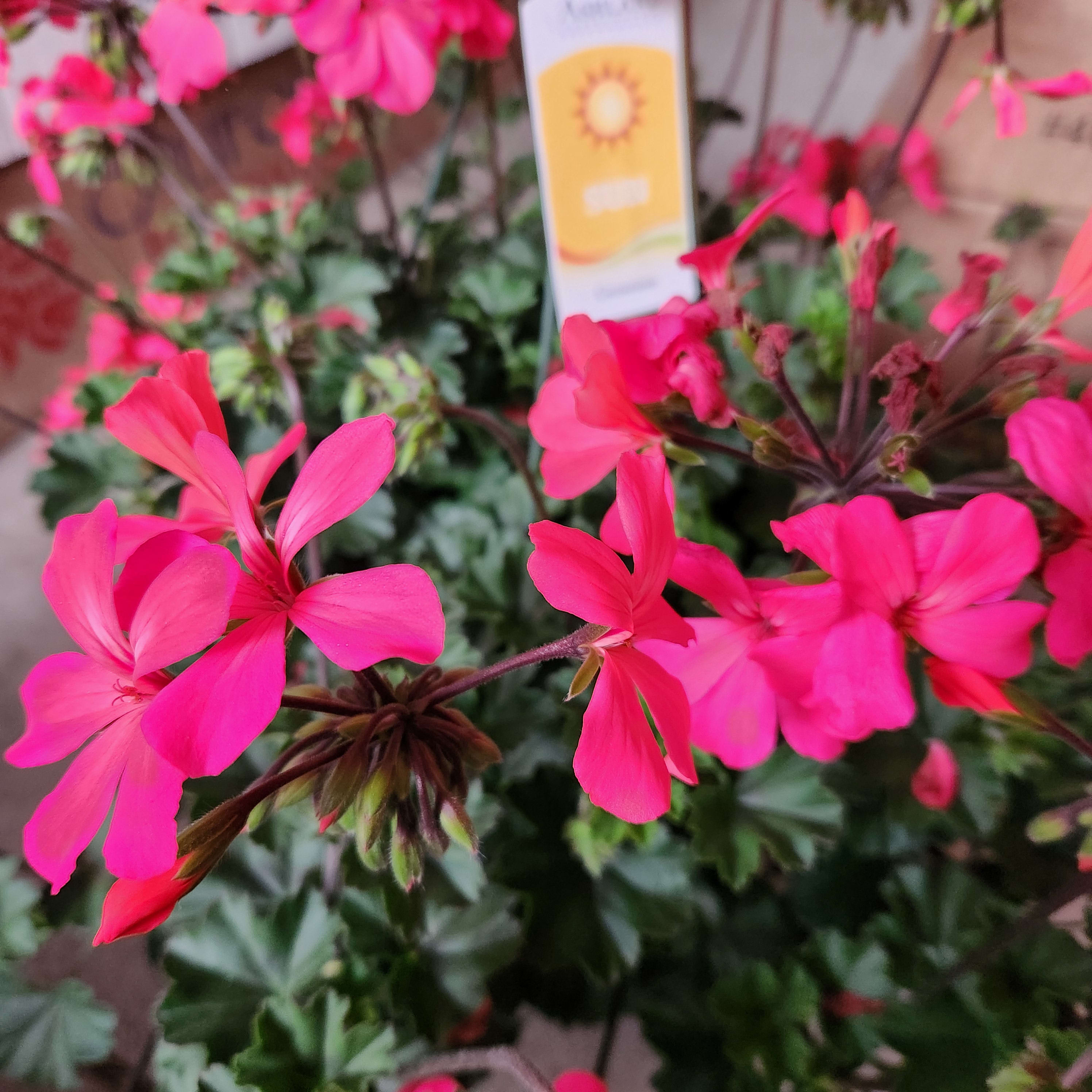 Hanging Geranium Basket Pink HBAS6