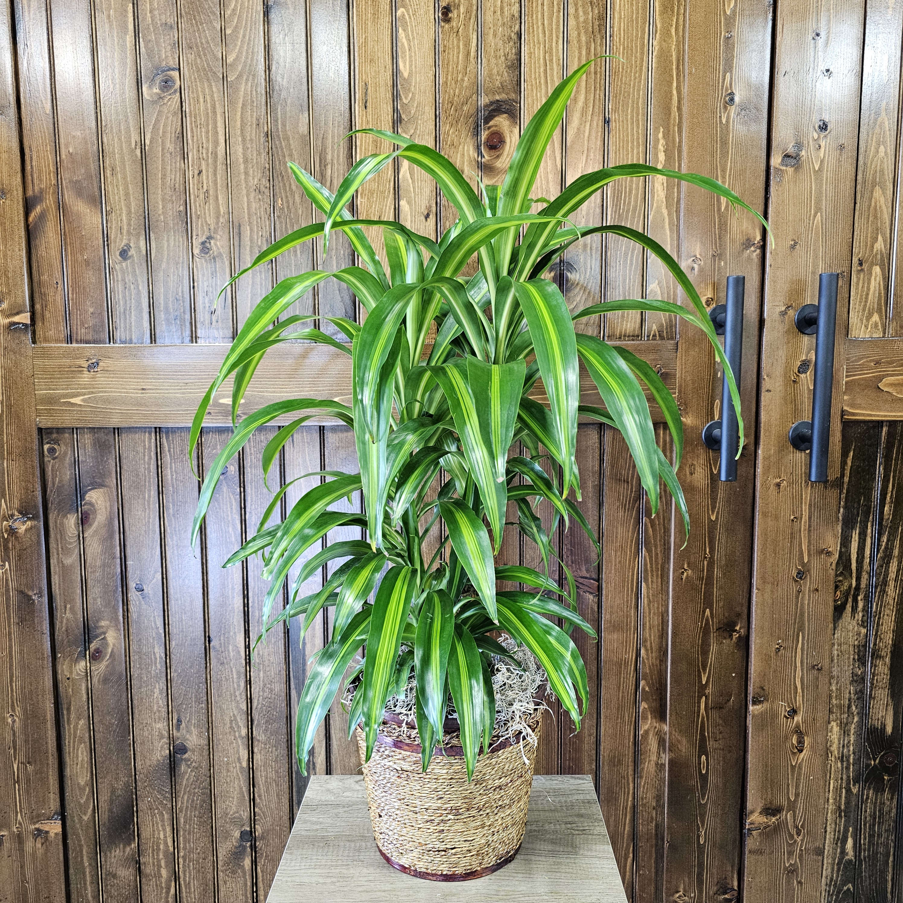 8" Hawaiian Sunshine