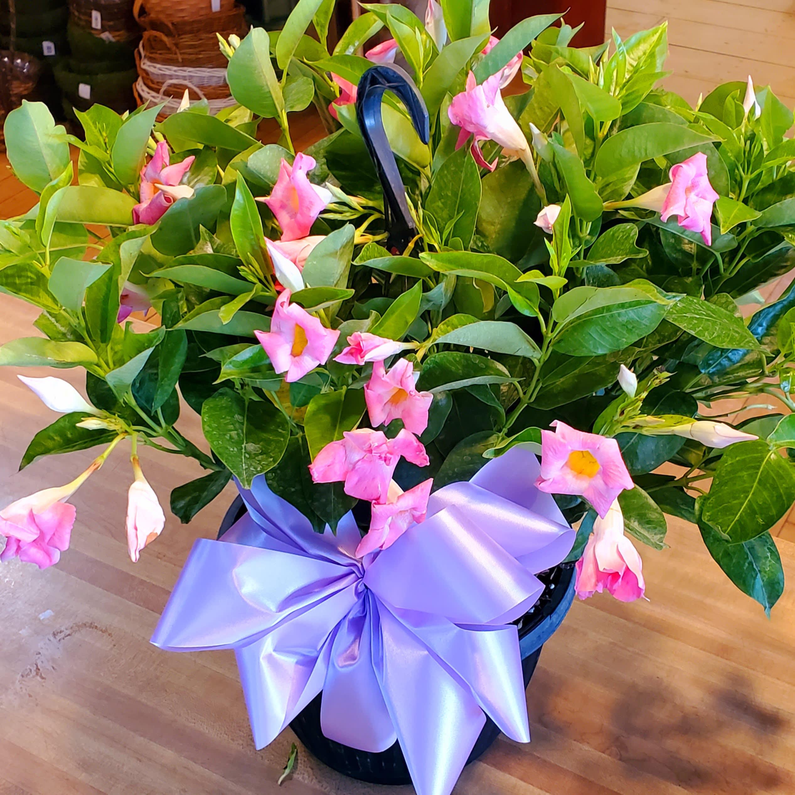 DIPLADENIA  10'' HANGING PLANT