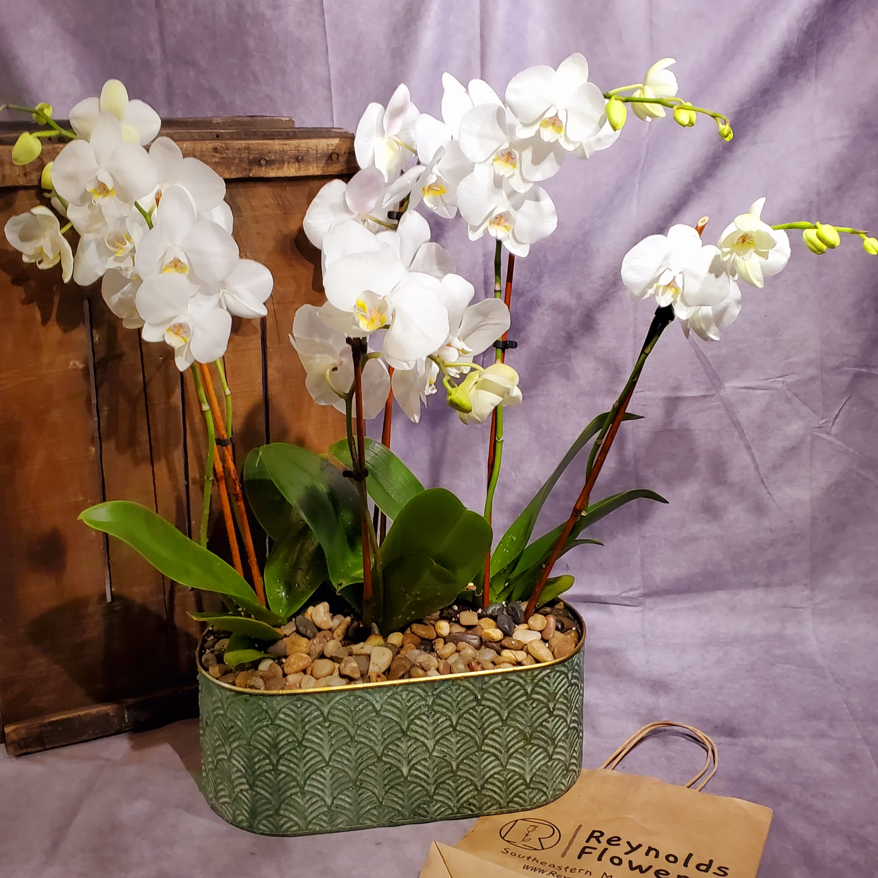 Regal Phalaenopsis Orchids
