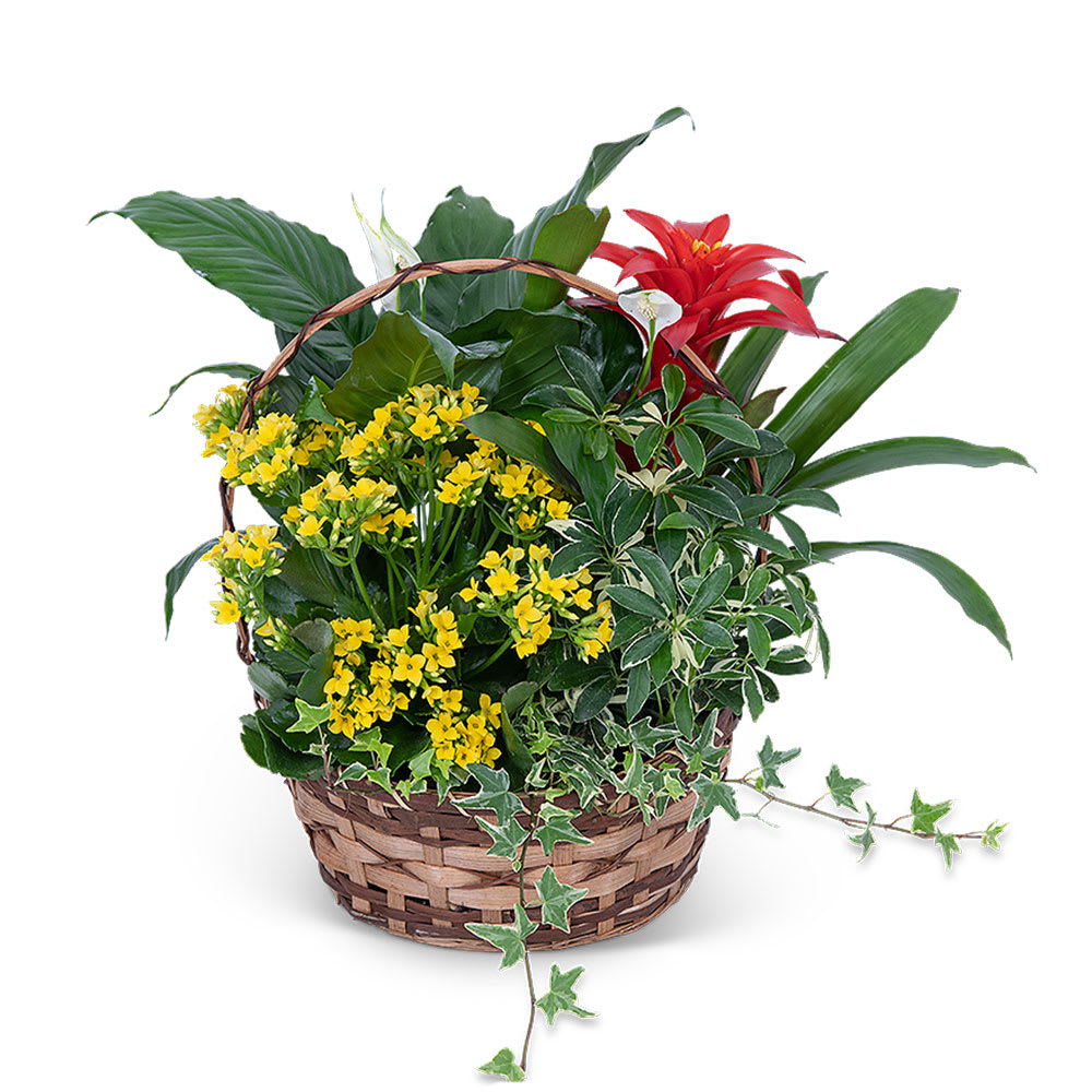 Blooming Dish Garden Flower Bouquet