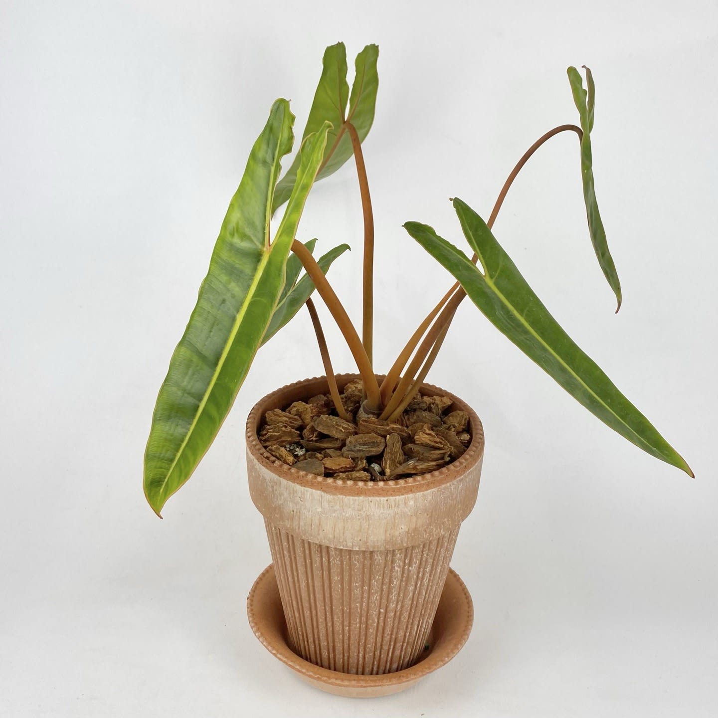 PHILODENDRON BILLIETIAE