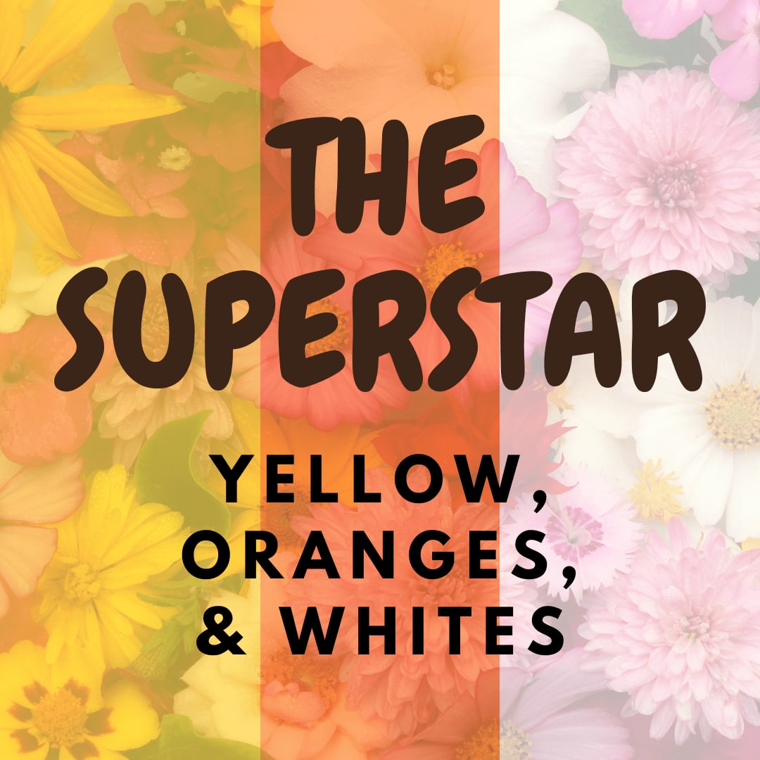 THE SUPERSTAR - CUSTOM VASE (YELLOW, ORANGES, WHITES)
