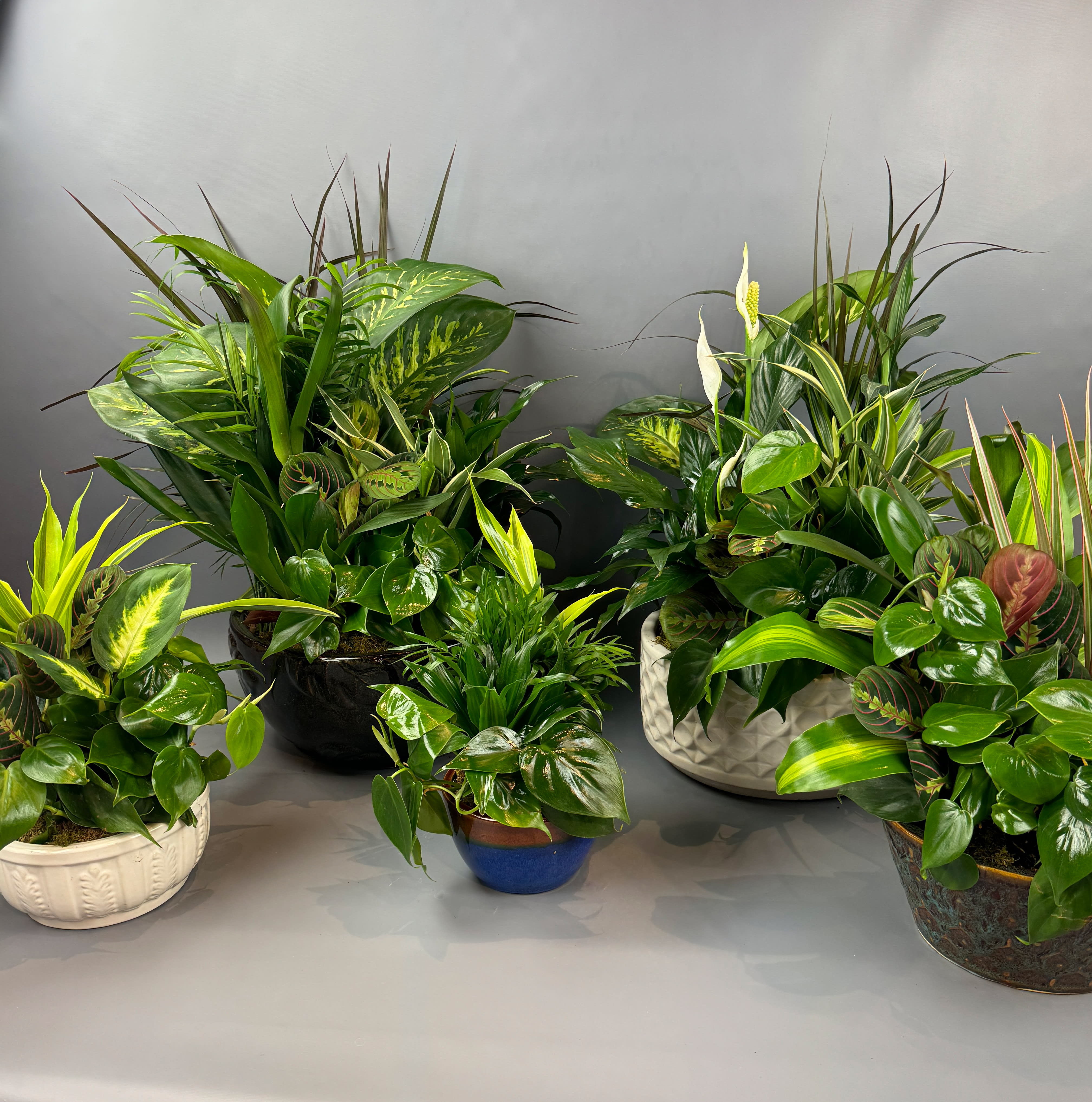 Ceramic Plant Garden