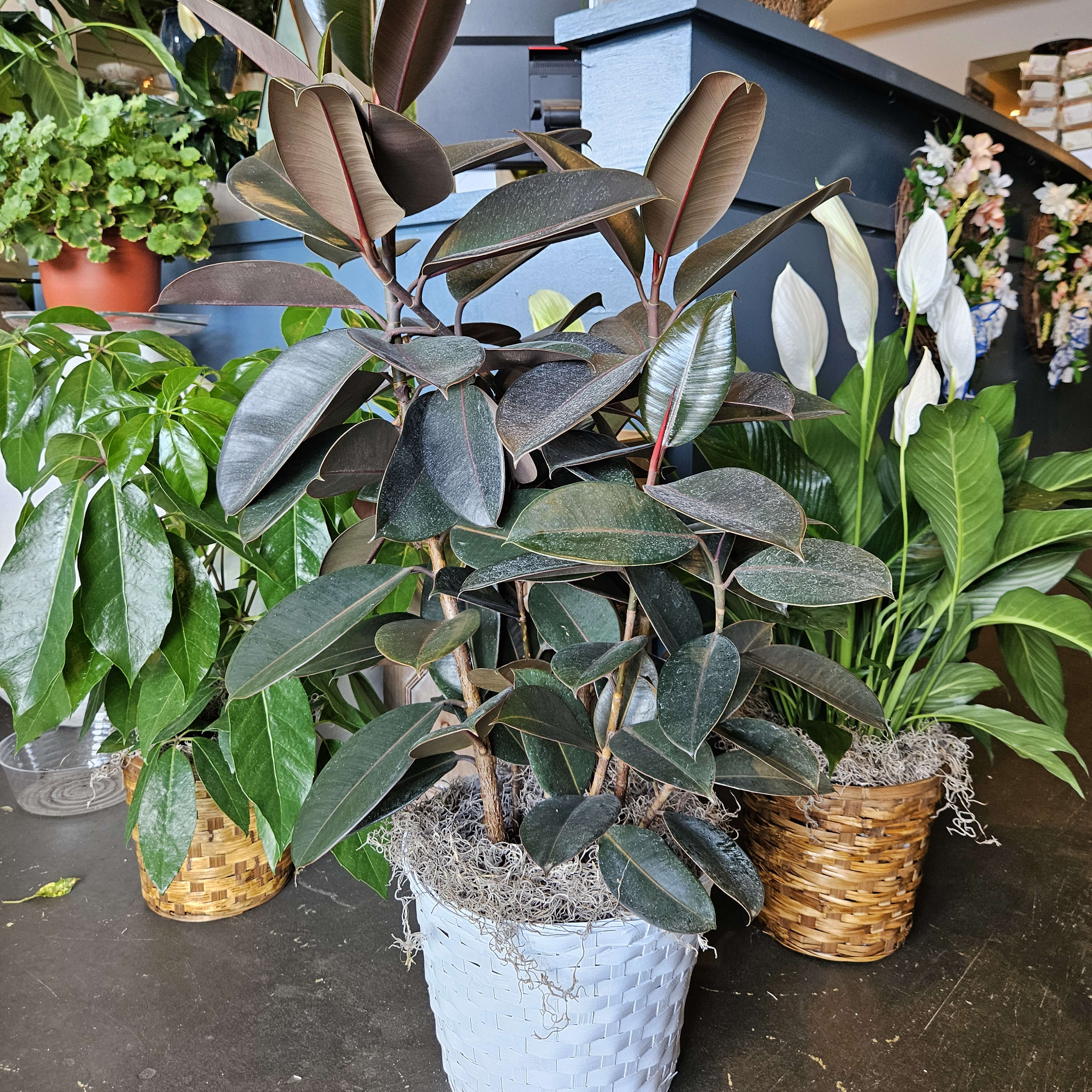 Rubber Ficus