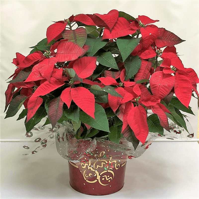 Red Poinsettia - 8"