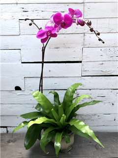 Classic Orchid and Fern