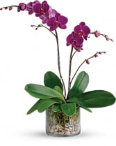 Purple Orchid