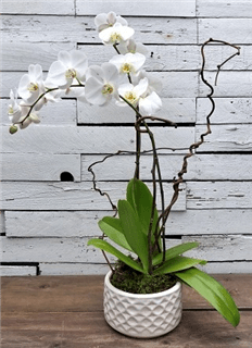 Classic White Orchid Flower Bouquet