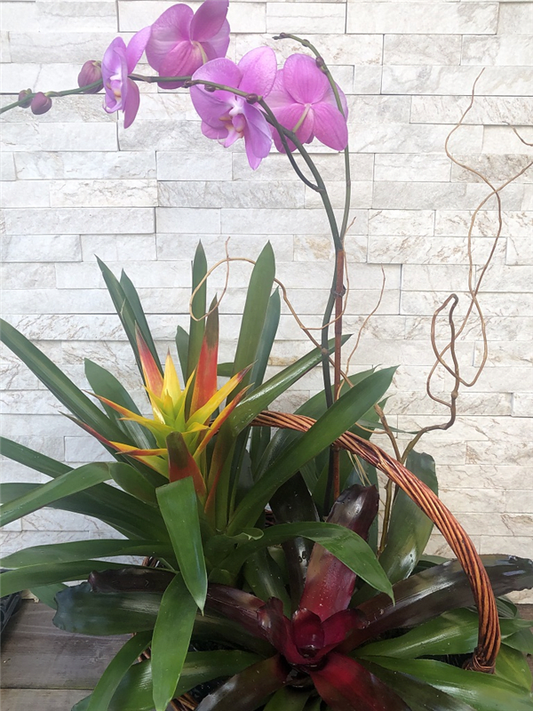 Orchid and bromeliads Flower Bouquet