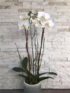 Orchid Planter