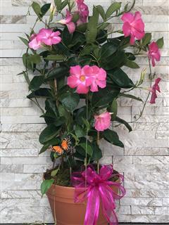 Mandevilla Plant