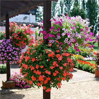 Mixed Hanging Basket