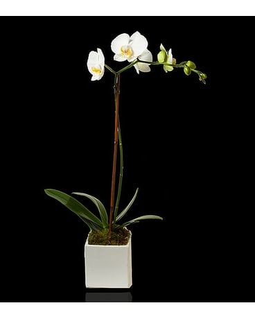 White Single Stem Orchid in White Cube