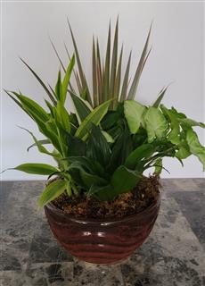 Small Dish Garden Flower Bouquet