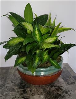 Large Dish Garden Flower Bouquet