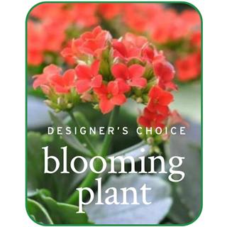 In-Season Blooming Plant Flower Bouquet