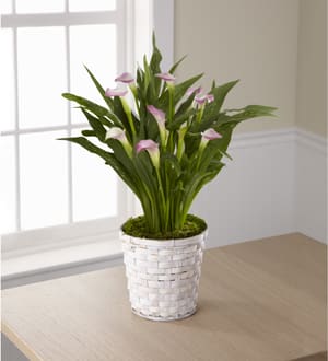 The FTD® Calla Lily Planter