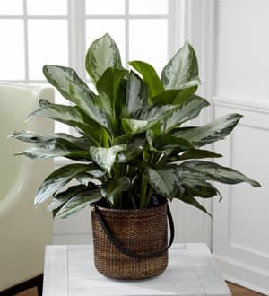 The FTD® Chinese Evergreen