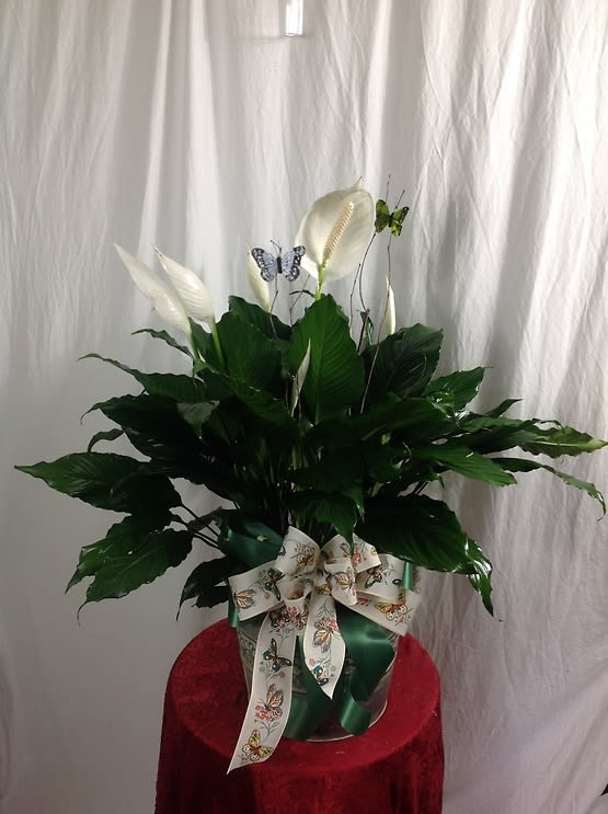 Grand Spathiphyllum