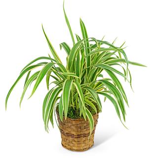 Flax Lily Plant in Basket Flower Bouquet