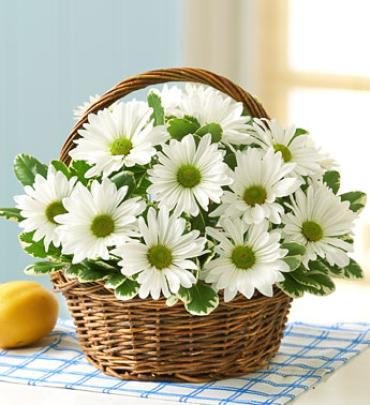 White Daisy Basket Flower Bouquet