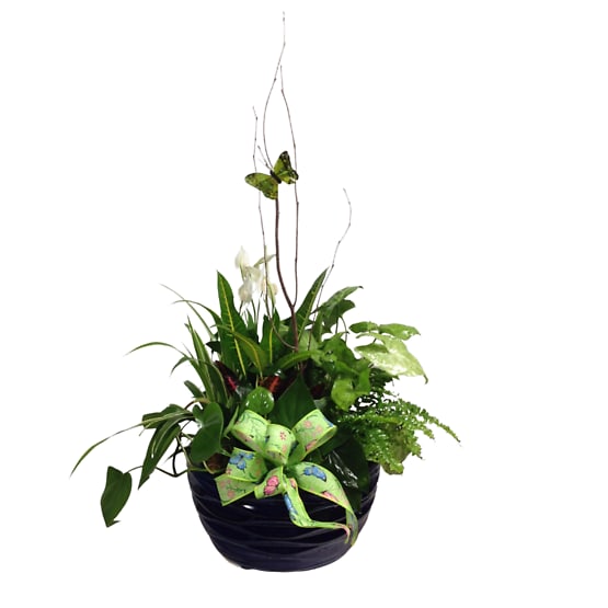 Ceramic Garden Green Plants