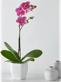 Beauty & Peace Orchid