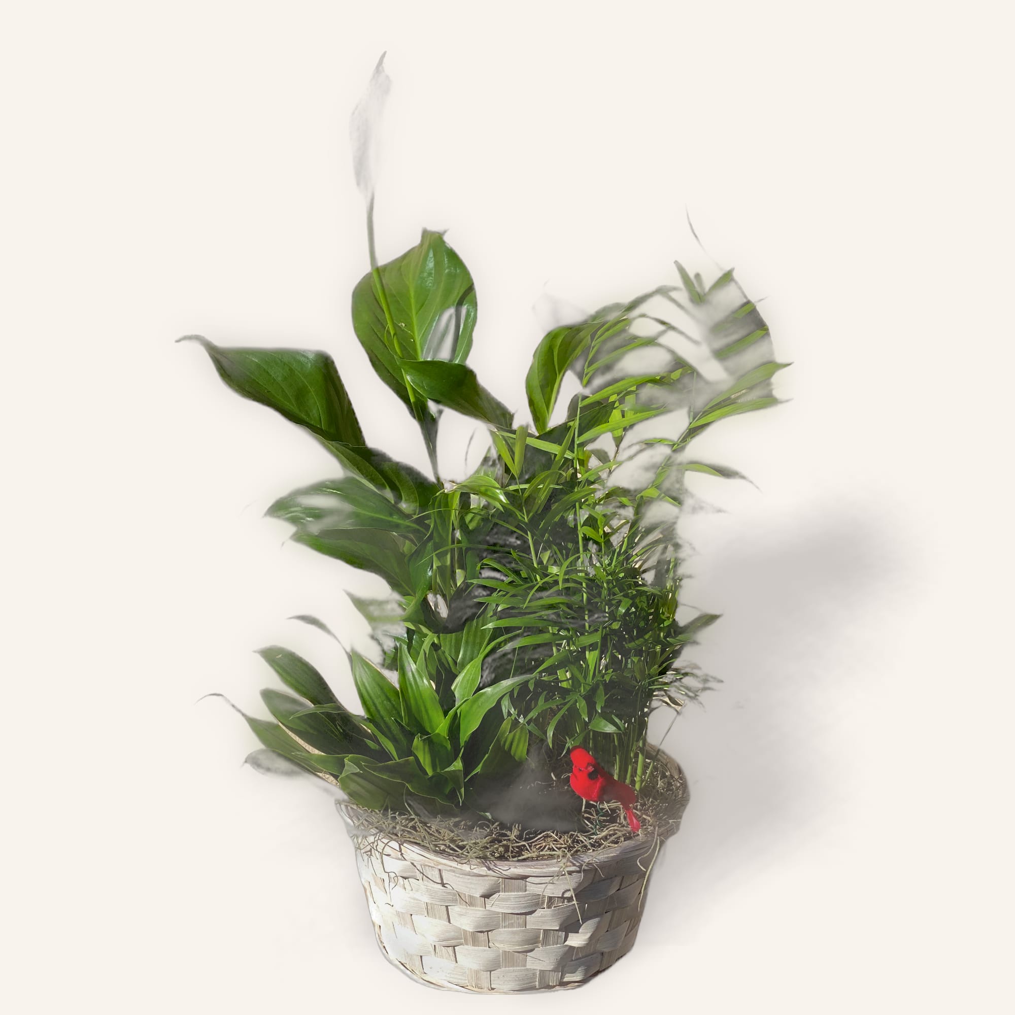 Peace Lily Basket Dish Garden Flower Bouquet
