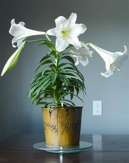 Traditional Easter Lily
