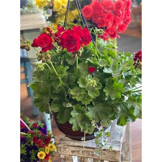 12 Inch Outdoor Geranium Hanging Basket Flower Bouquet