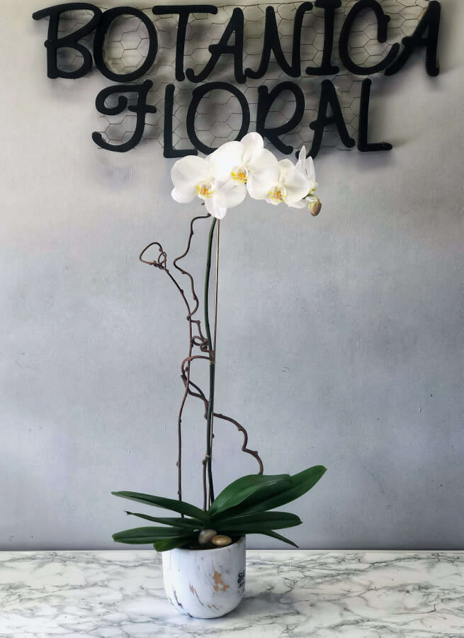 5" Phalenopsis Orchid