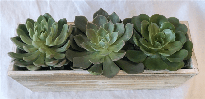 NEW Peace, Love And Succulents Trio