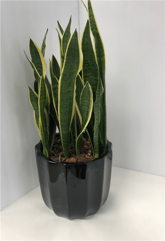 Snake Plant Flower Bouquet