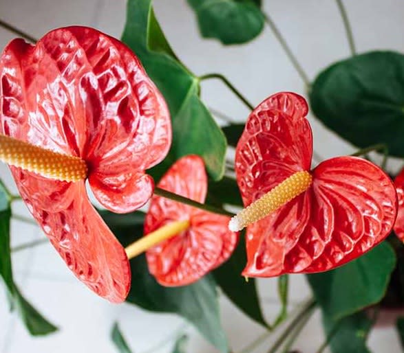 Anthurium Plant