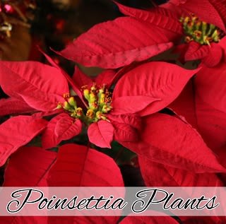 Christmas Poinsettia Plants