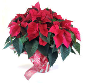 Classic Christmas Poinsettia