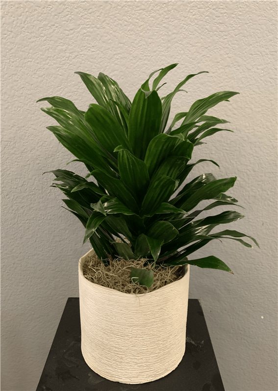 Green Jewel Plant 6"
