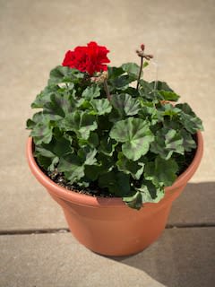 Geranium Patio Pot