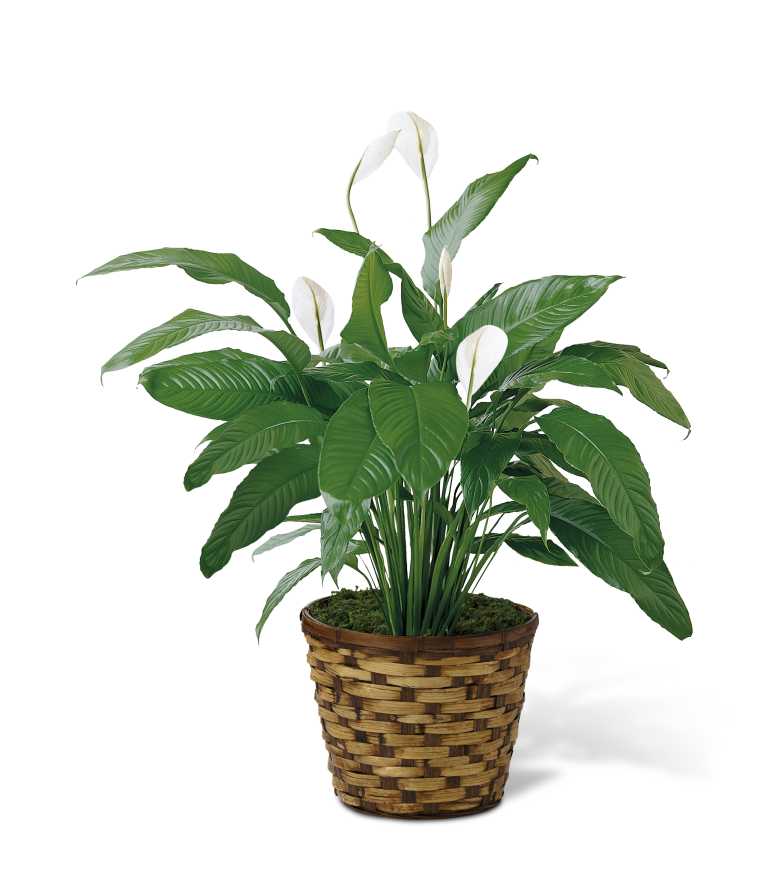 Spathiphyllum Flower Bouquet