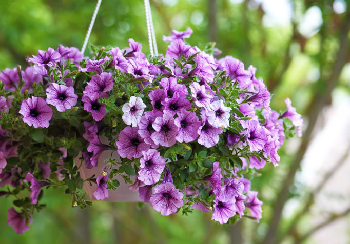 Outdoor Hanging Planter