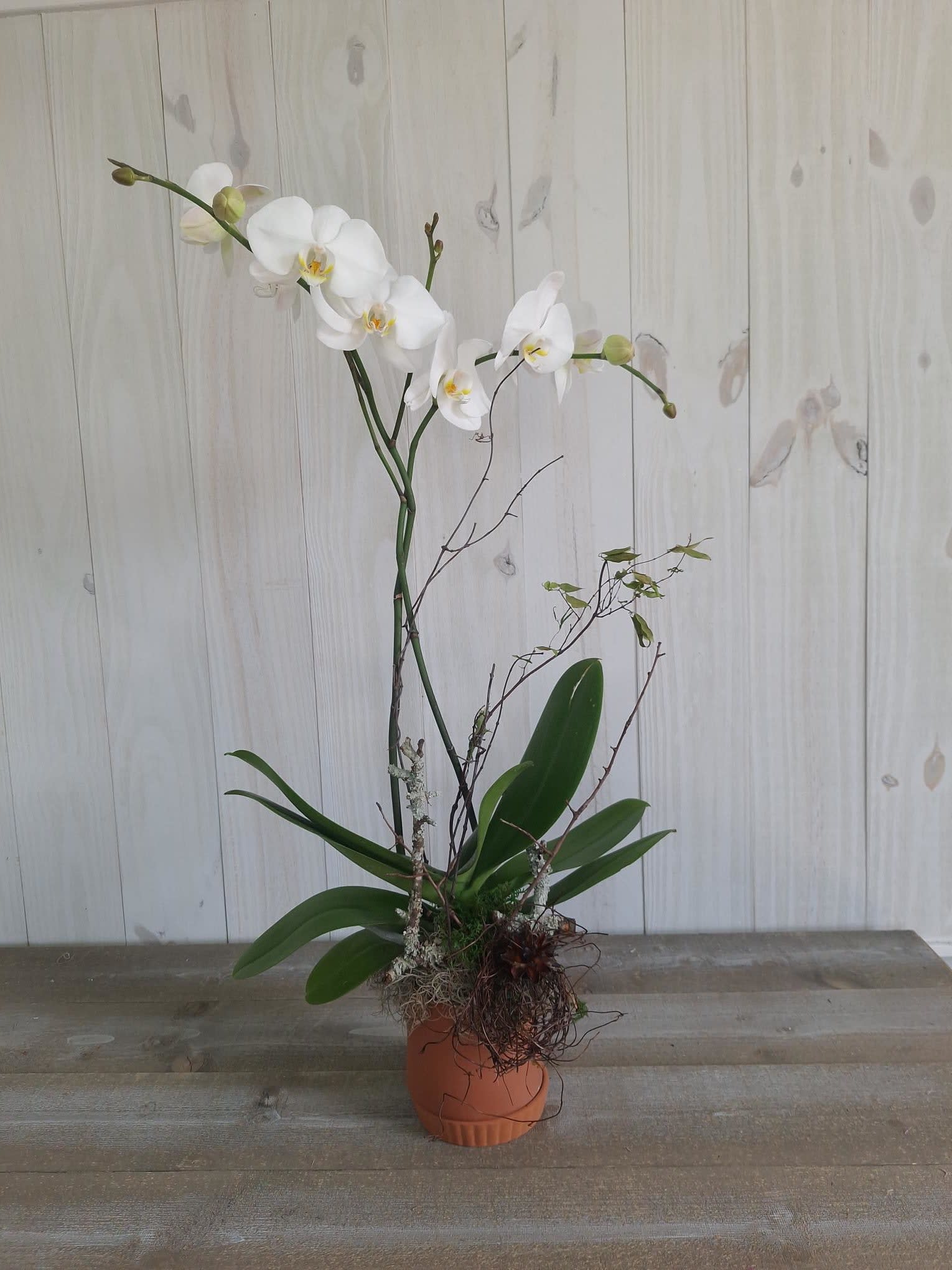 White Orchid (containers will vary) Flower Bouquet