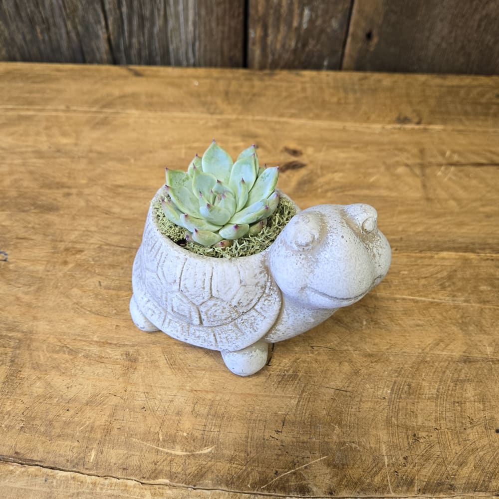 Concrete Turtle Succulent
