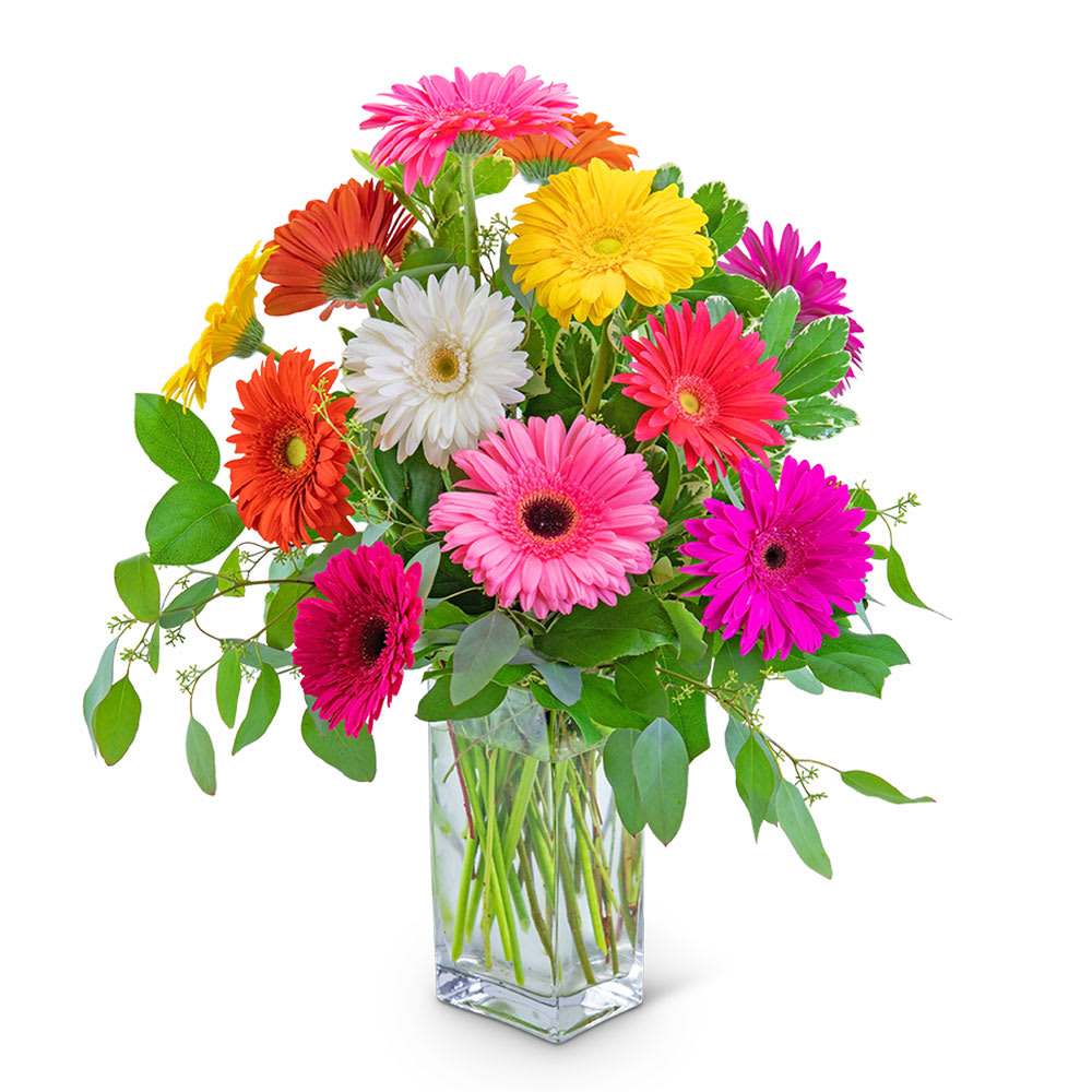 One Dozen Dashing Gerbera Flower Bouquet
