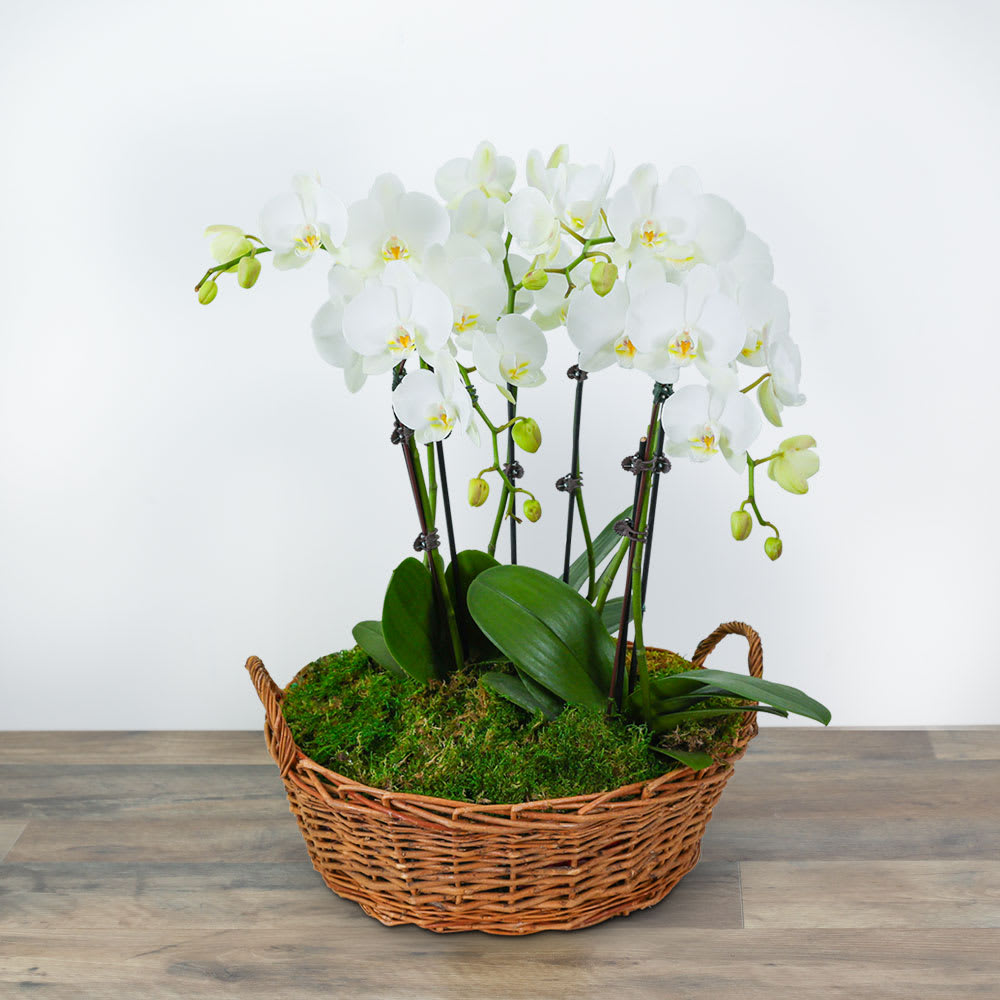 Serenity Orchid Plant Flower Bouquet
