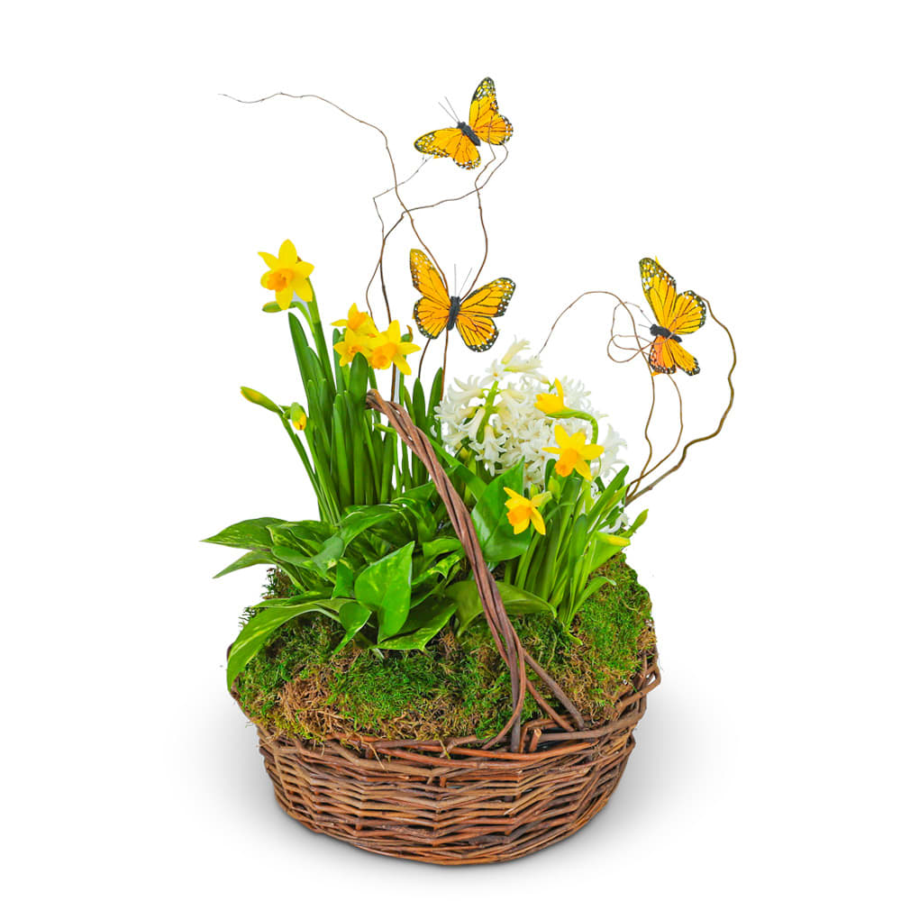 Spring Plants with Butterflies