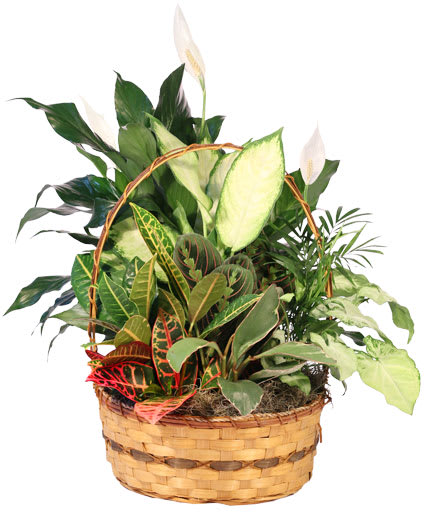 PLENTIFUL PLANT BASKET DISH GARDEN Flower Bouquet