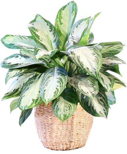 LARGE CHINESE EVERGREEN HOUSE PLANT